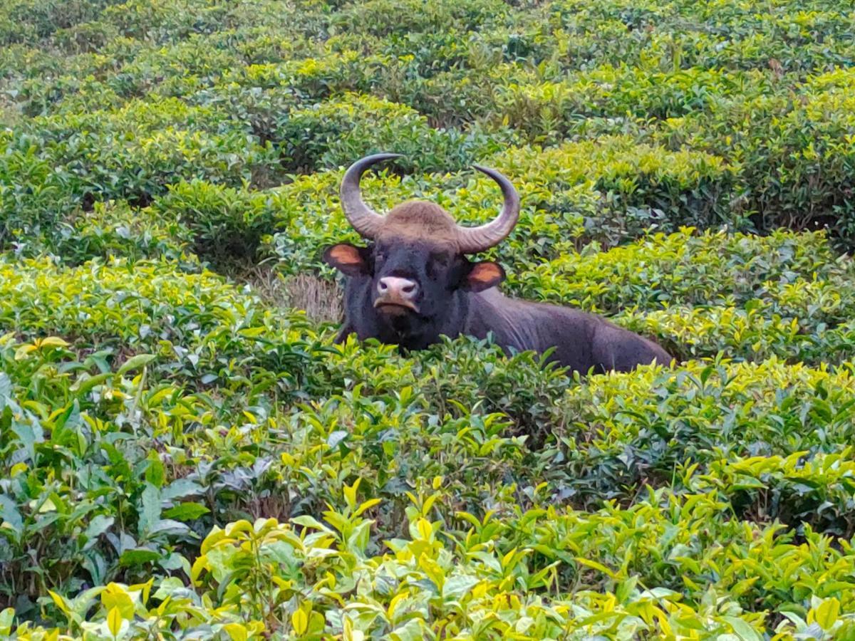 Ark Heritage Coonoor Exterior foto